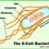47 người trên thế giới đã tử vong do vi khuẩn E.coli