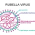 Lưu ý khi tiêm vắc xin phòng bệnh rubella