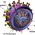 Mỹ phát hiện chủng virus cúm gia cầm mới H3N8