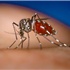 Sắp có vắc-xin ngừa bệnh sốt Dengue