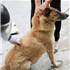 Quảng Ninh: Công bố bệnh dịch dại sau khi một chó cắn 14 người